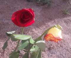 Rosa