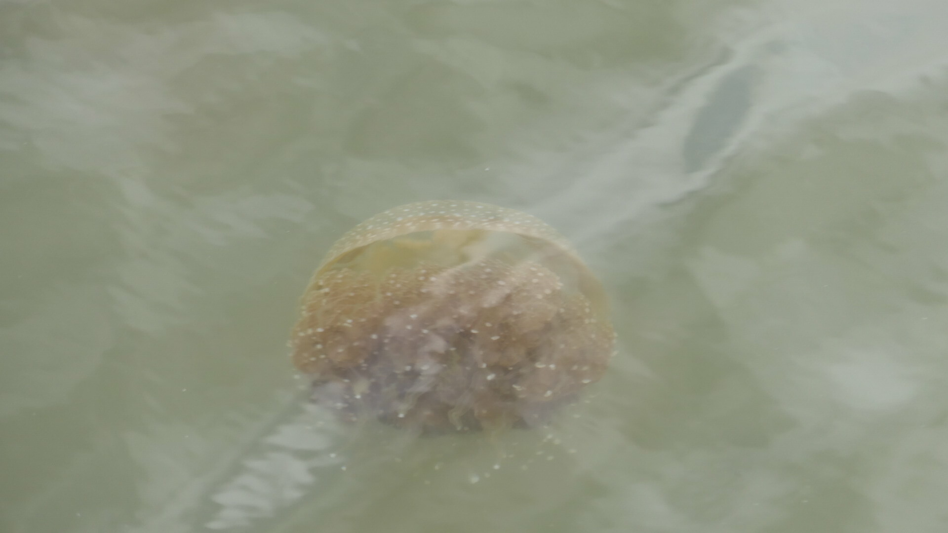 Phyllorhiza punctata<br>04 December, 2023