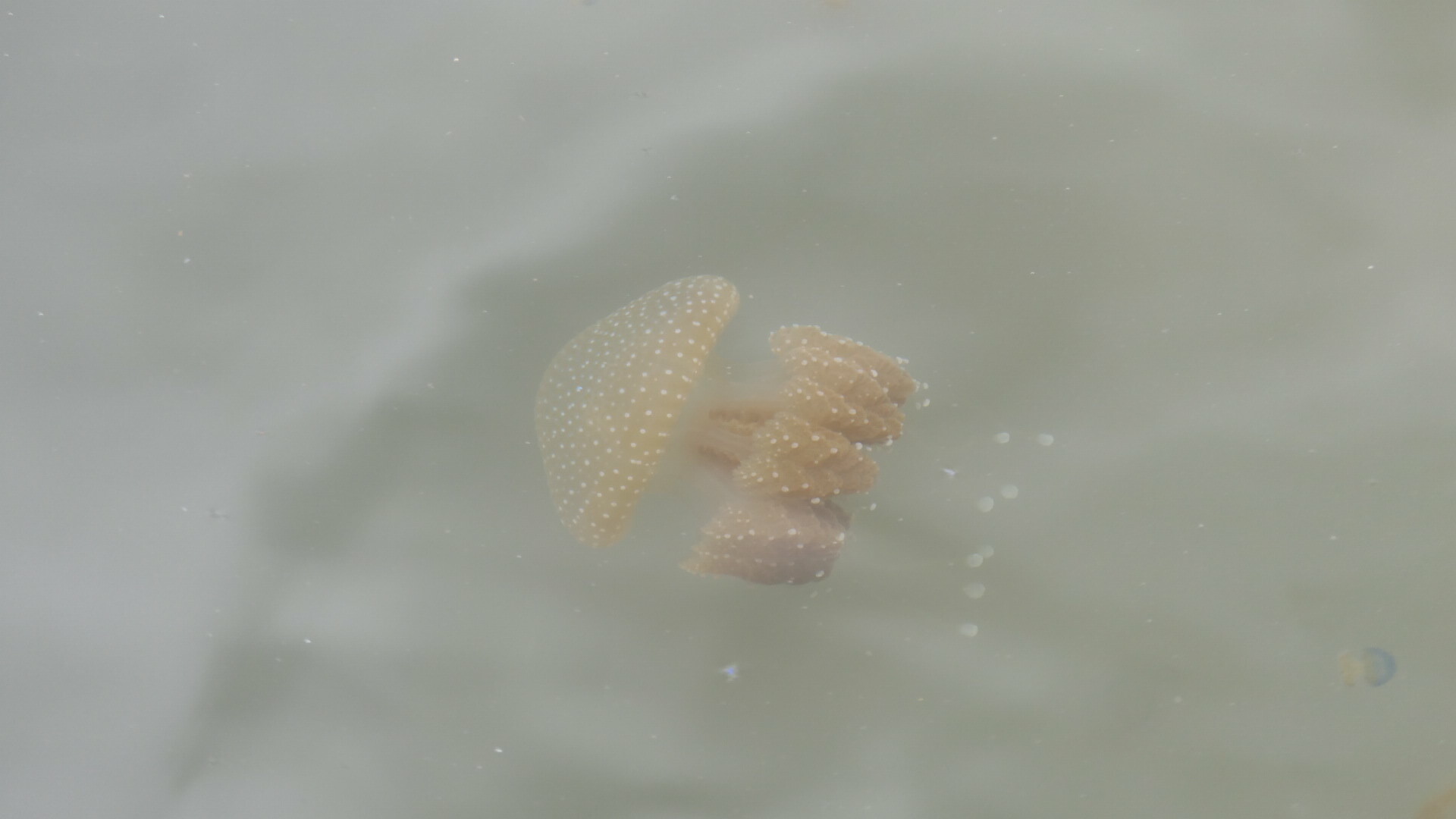 Phyllorhiza punctata<br>04 December, 2023
