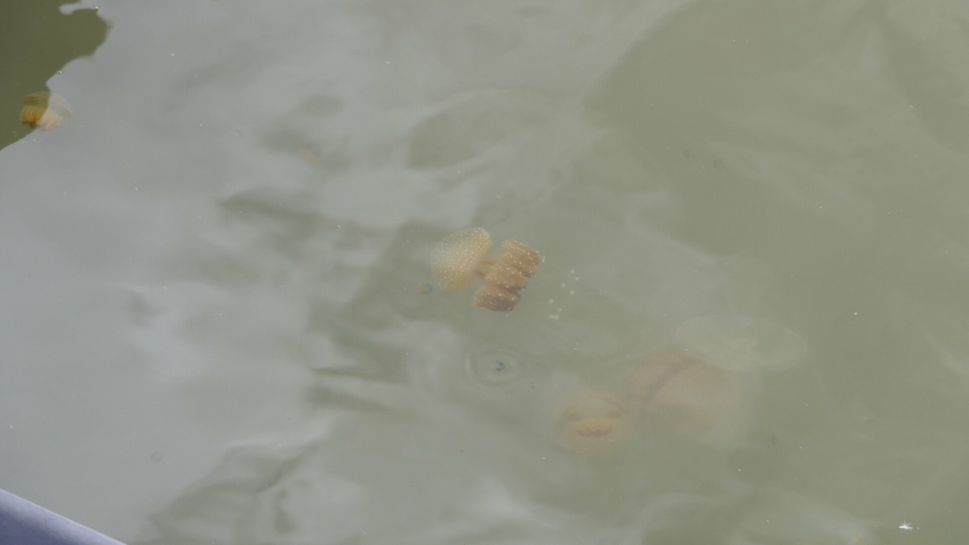 Phyllorhiza punctata<br>04 December, 2023