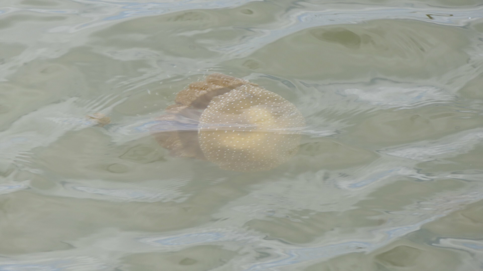 Phyllorhiza punctata<br>04 December, 2023