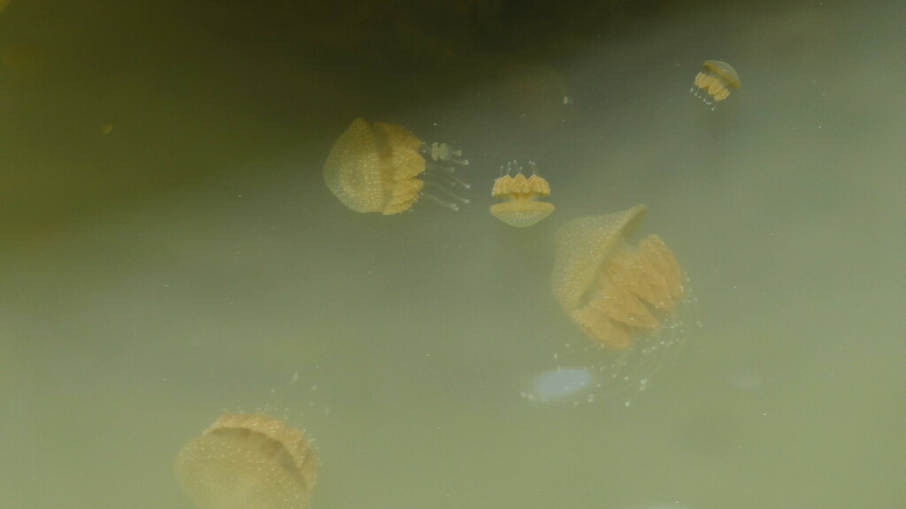 Phyllorhiza punctata<br>04 December, 2023