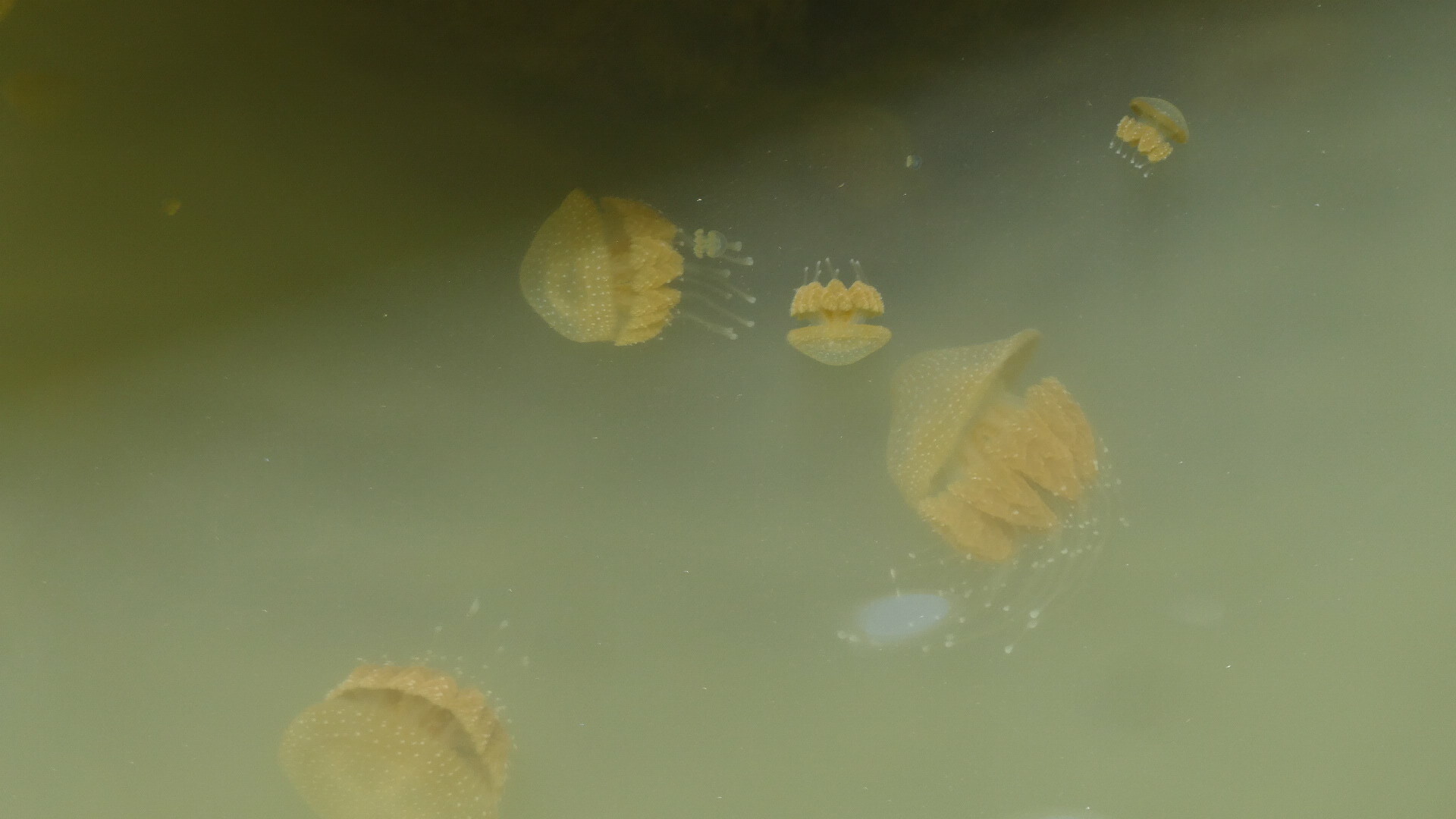 Phyllorhiza punctata<br>18 January, 2024