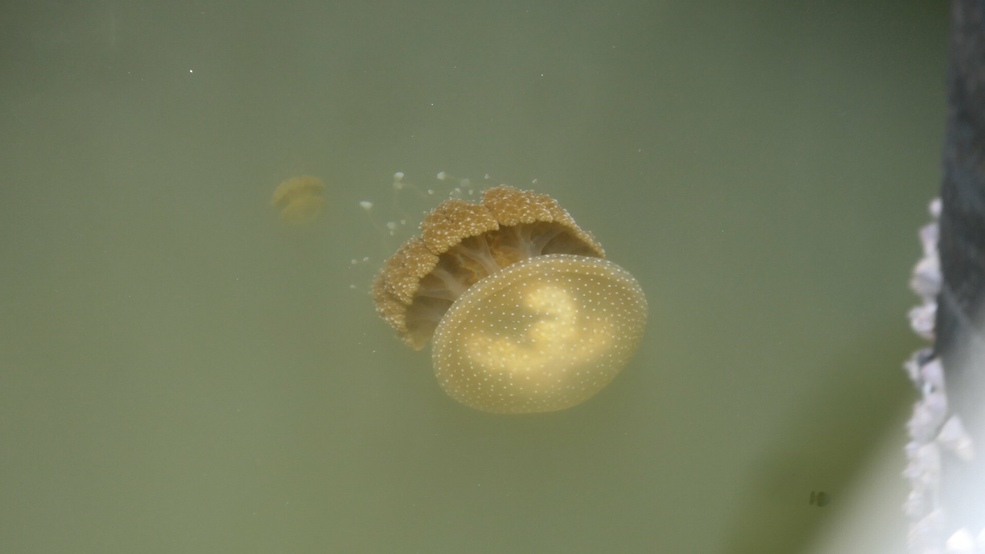 Phyllorhiza punctata<br>04 December, 2023