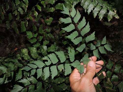 Image of Adiantum pentadactylon by (c) Fabrício Mil Homens Riella, some rights reserved (CC BY)