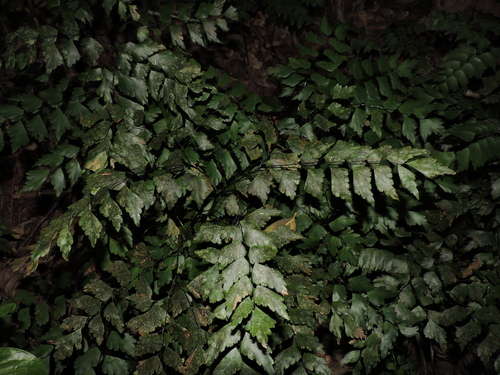 Diamond maidenhair (Adiantum pentadactylon)
