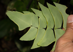 Adiantum macrophyllum