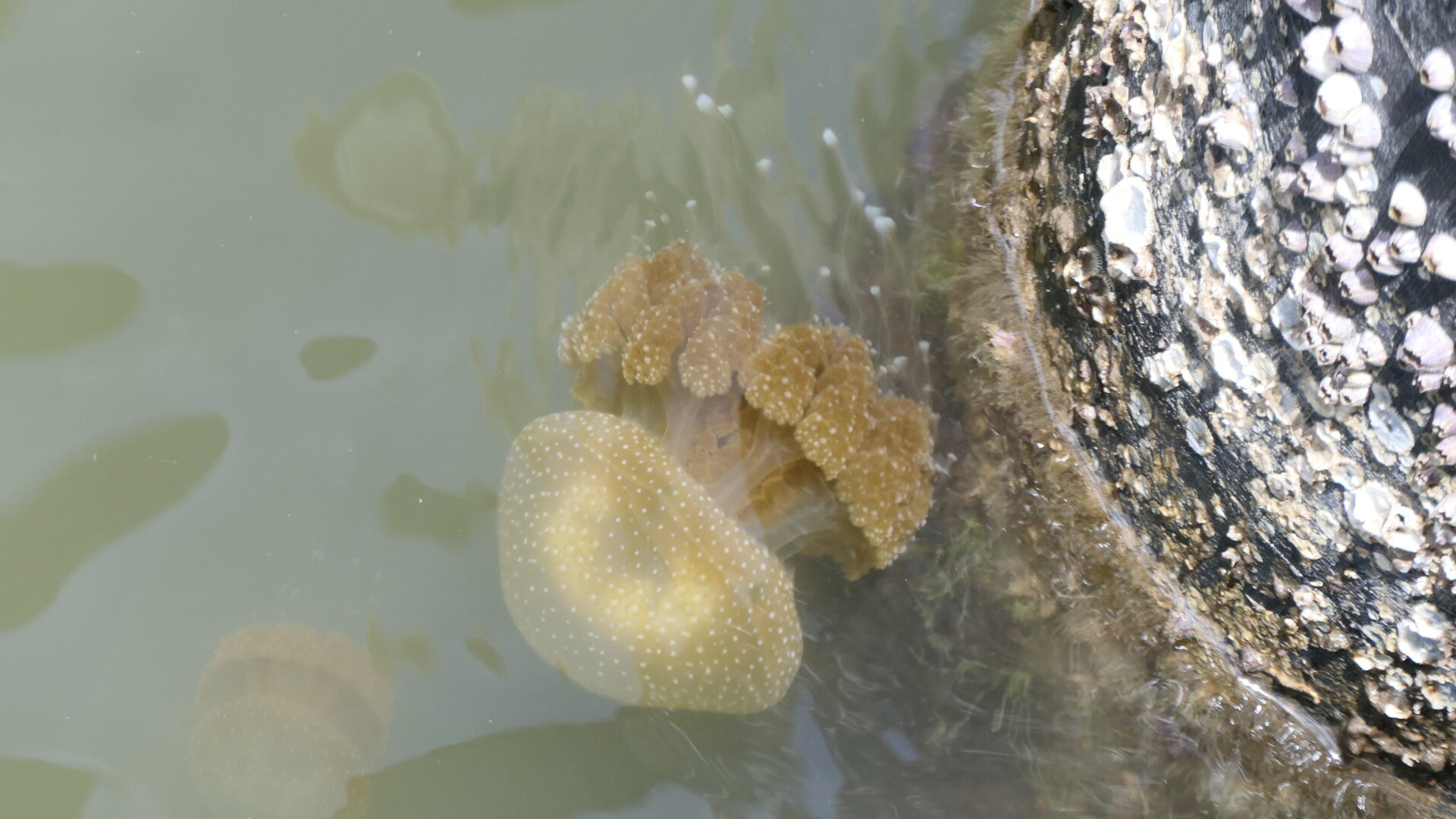 Phyllorhiza punctata<br>04 December, 2023
