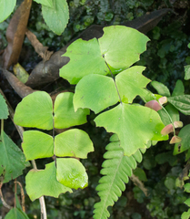 Adiantum macrophyllum