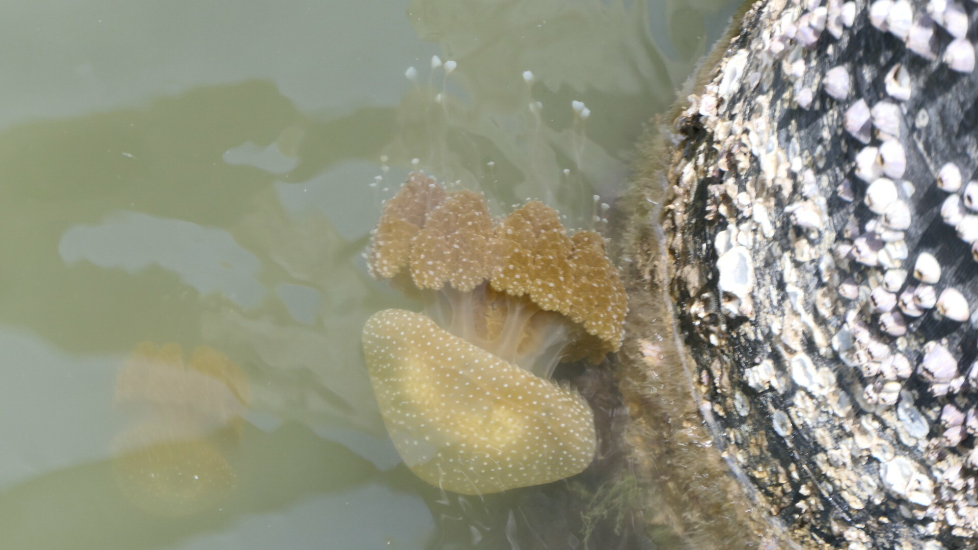 Phyllorhiza punctata<br>04 December, 2023