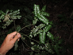 Copaiba (Copaifera)