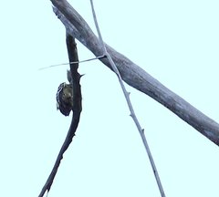 Hemicircus concretus