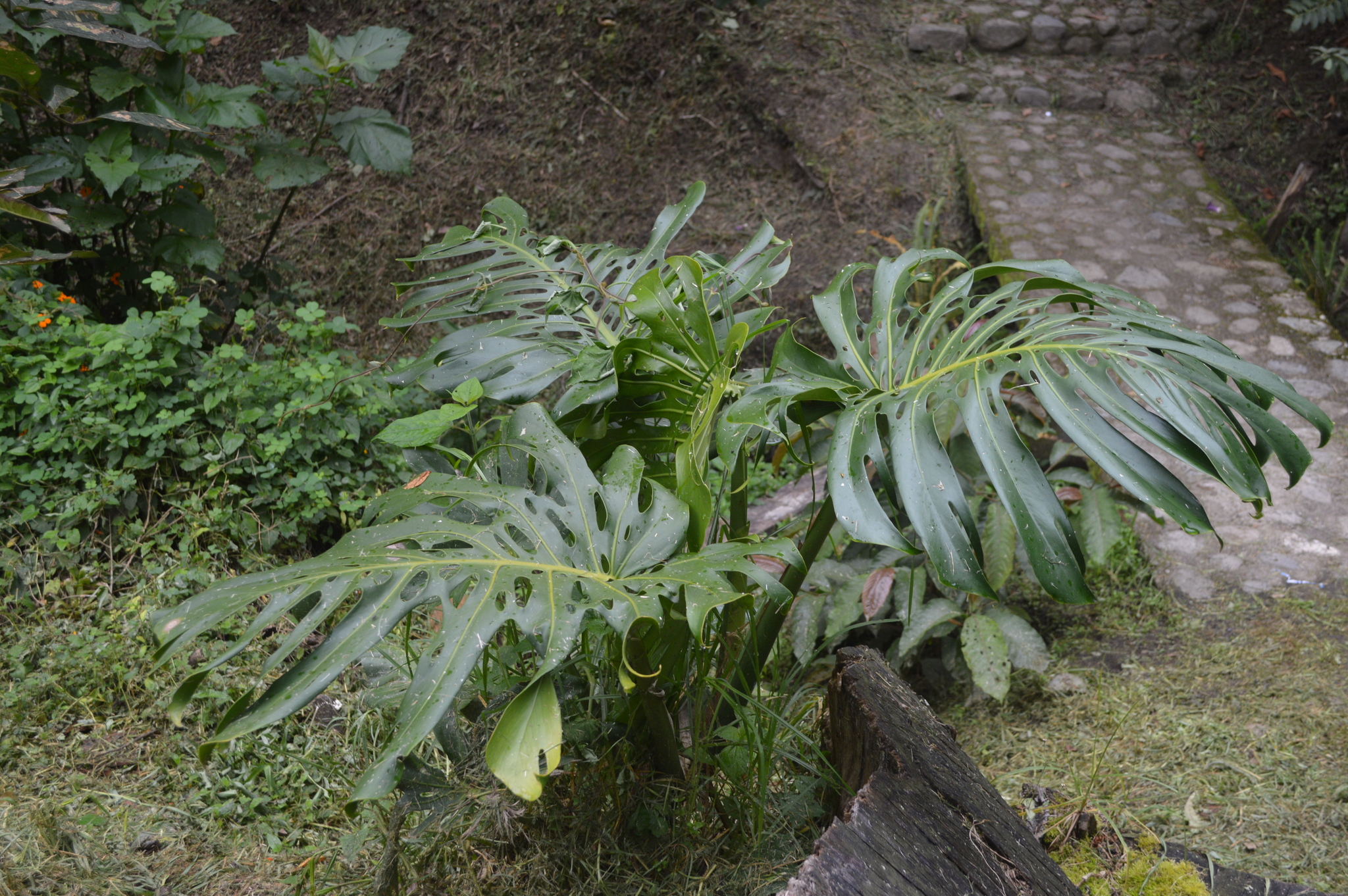 Monstera image