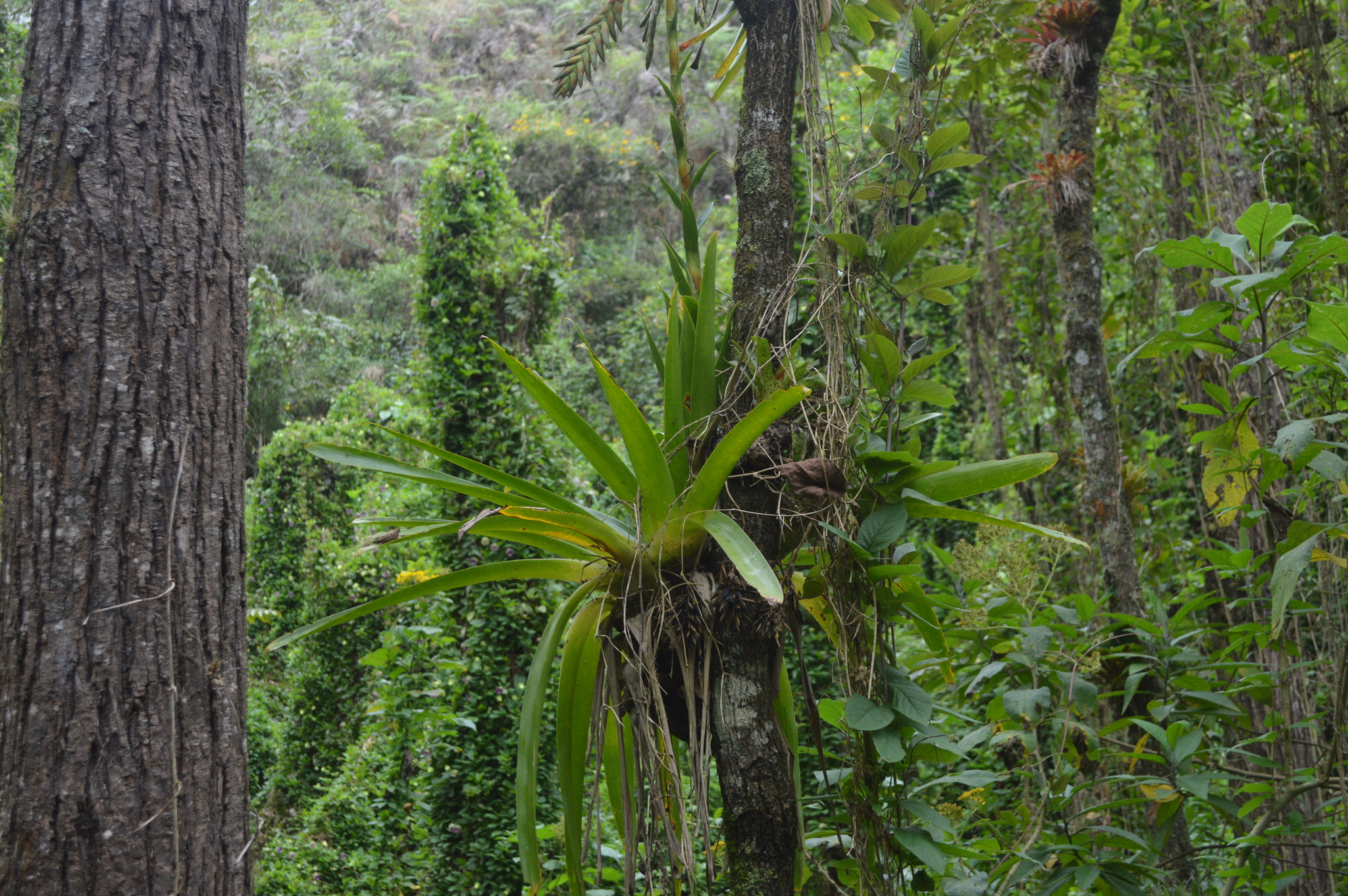 Tillandsia denudata image