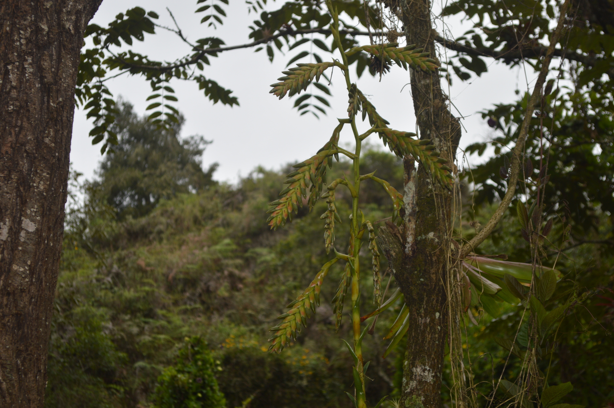 Tillandsia denudata image