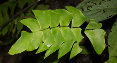 Adiantum macrophyllum