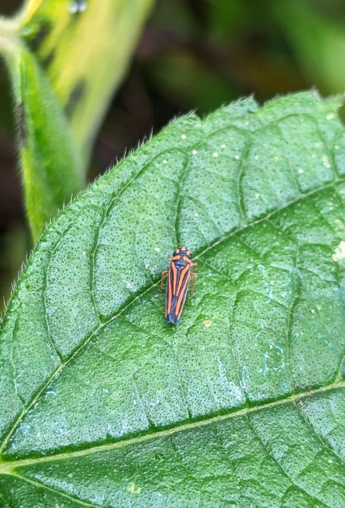 Ramosulus phaedrus