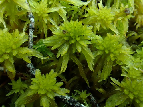Sphagnum mendocinum