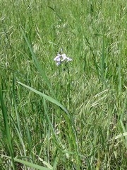 Nuttallanthus texanus