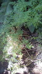 Lomatium columbianum