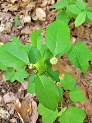 Contarinia cerasiserotinae