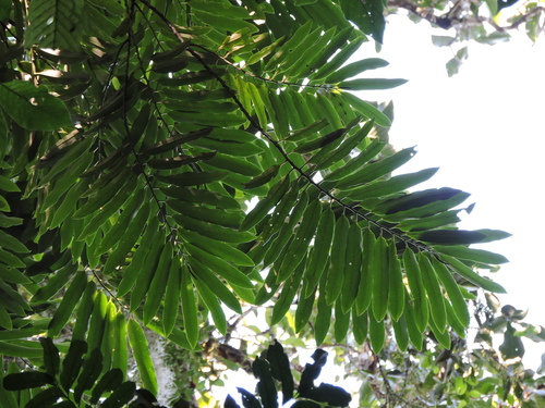 Foto de Virola bicuhyba