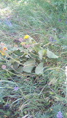 Balsamorhiza