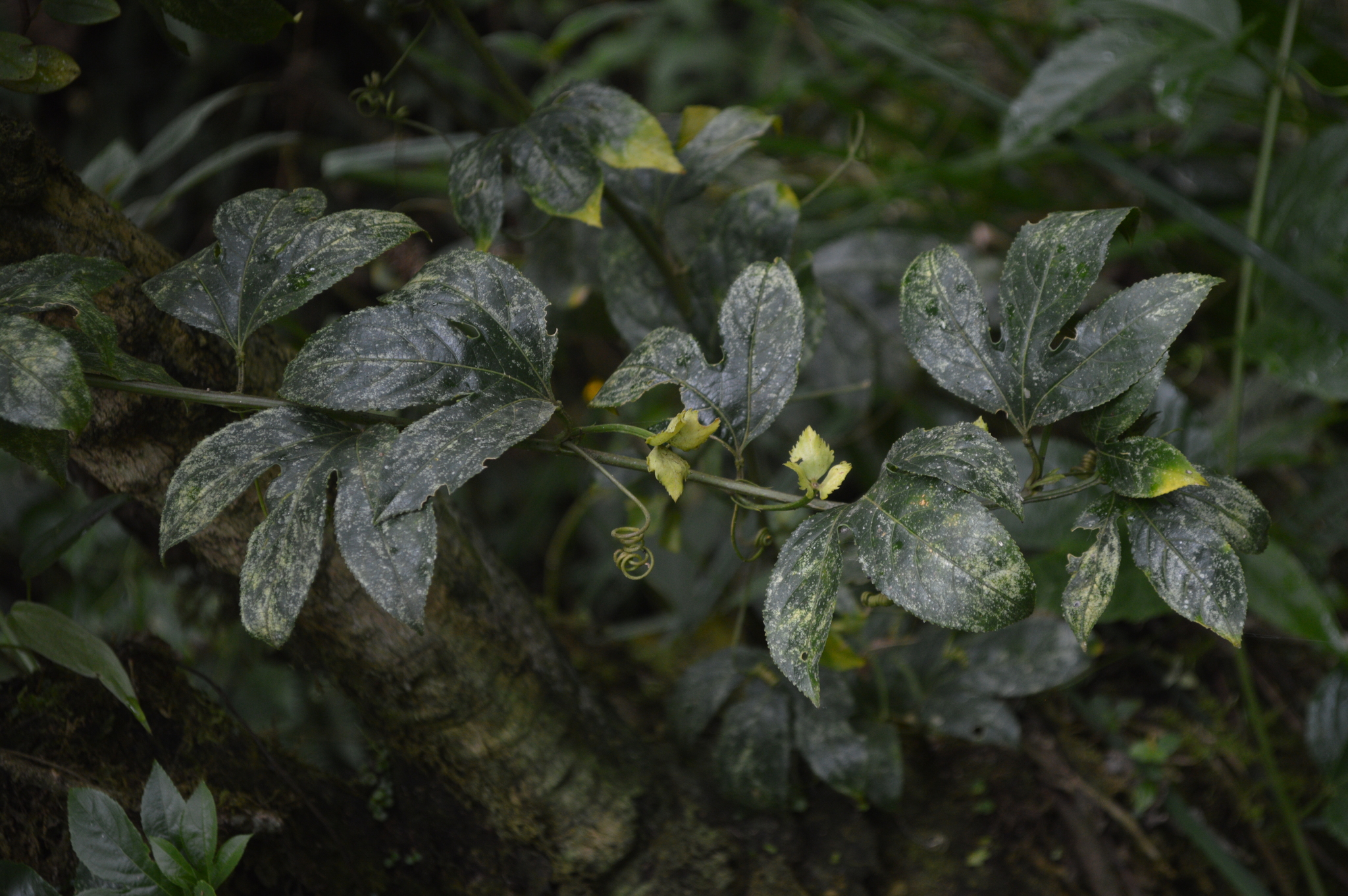 Passiflora edulis image