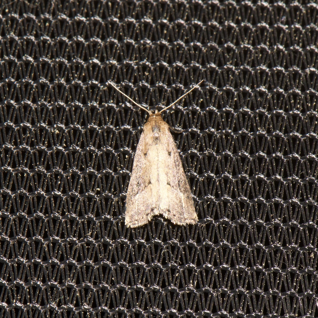 Black-spotted Schrankia Moth