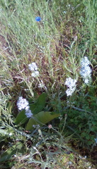 Frasera albicaulis columbiana