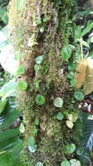 Peperomia serpens