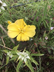 Oenothera macrocarpa