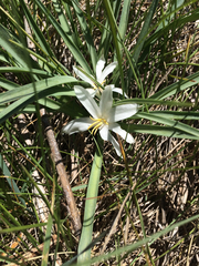 Leucocrinum montanum