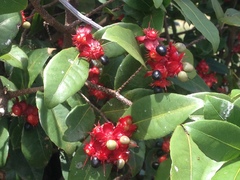 Ochna thomasiana