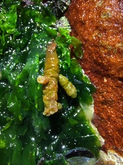 Splachnidium rugosum