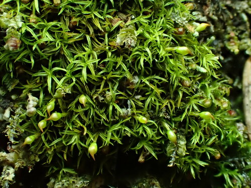 Amphidium lapponicum observed 2024-04-24