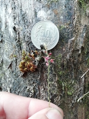 Platystele consobrina