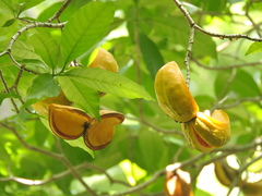 Tabernaemontana litoralis