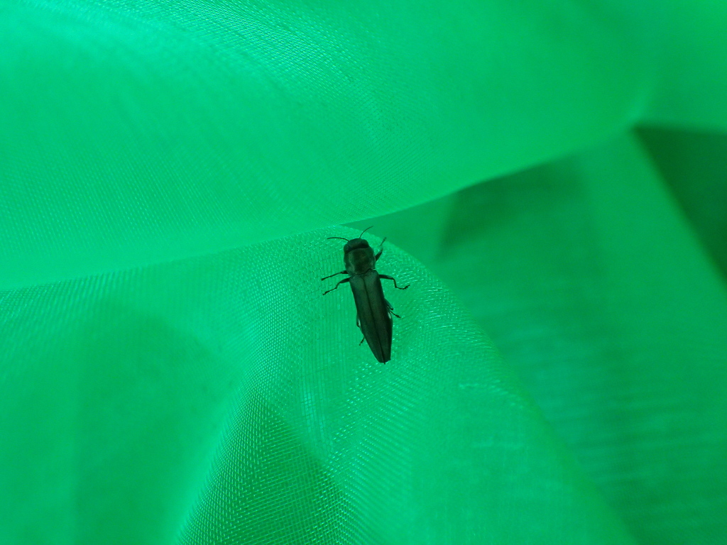 オオウグイスナガタマムシ