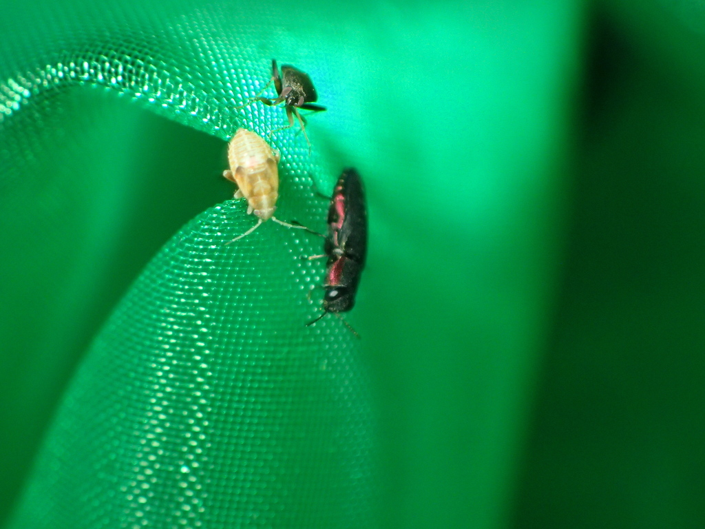 フチトリヒメヒラタタマムシ♀