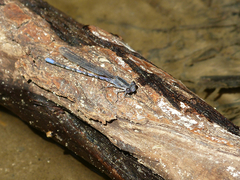 Argia immunda