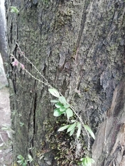 Platystele consobrina