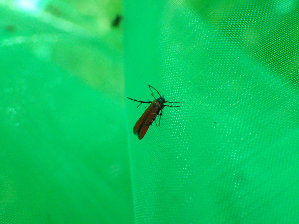 クリベニトゲアシガ