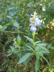 Salvia uliginosa