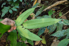 Hemidictyum marginatum