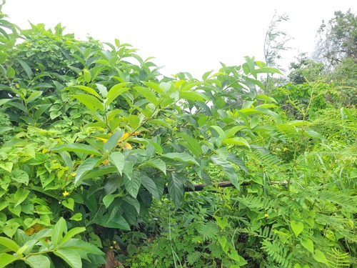 Cordia tetrandra observed 2024-04-27