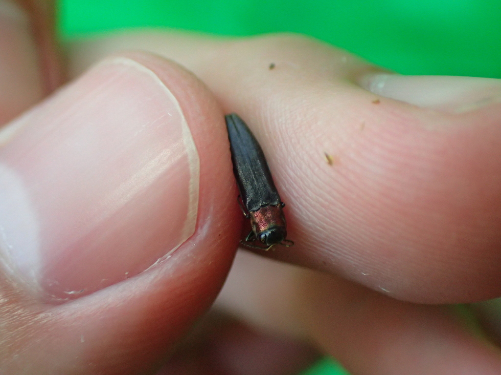 ムネアカナガタマムシ