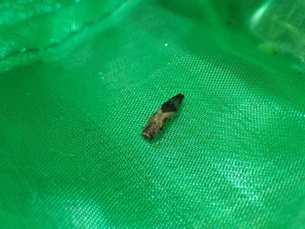 ヒシモンナガタマムシ