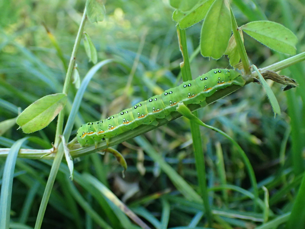 アヤモクメキリガ幼虫