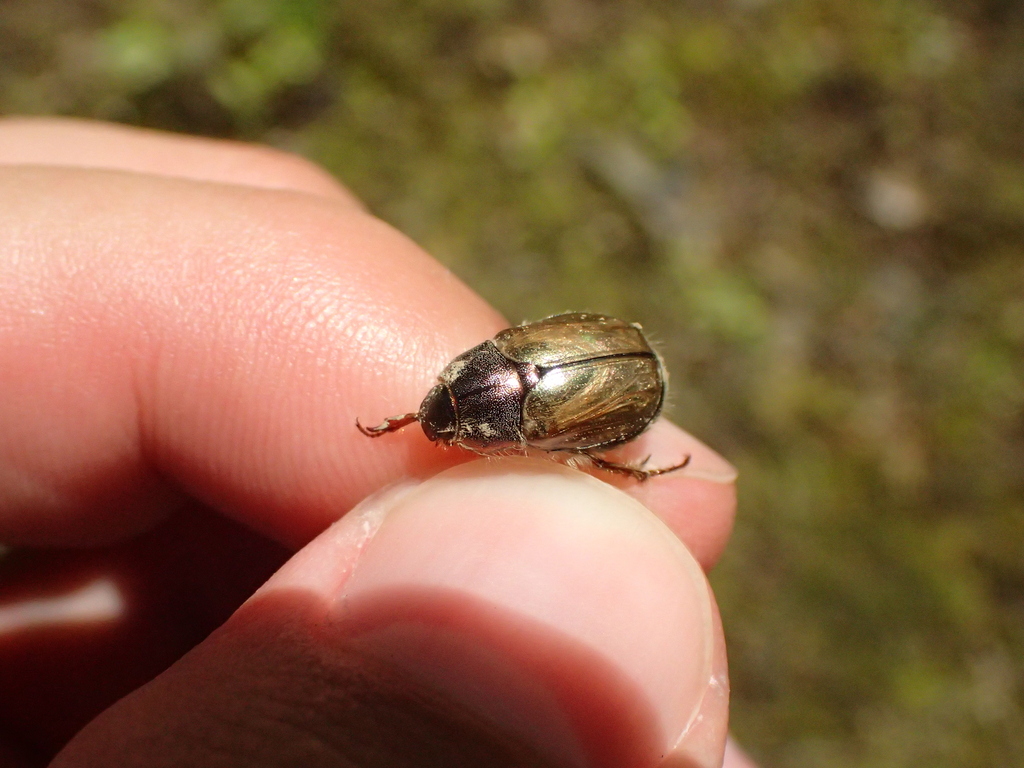 ナラノチャイロコガネ